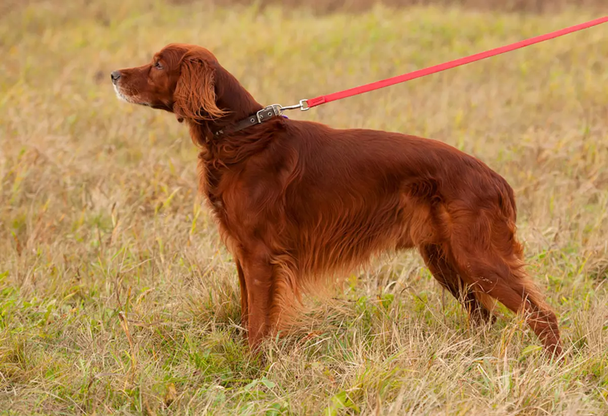सेटर (54 फोटो): इंग्रजी सेटर आणि इतर जातीचे वर्णन. काळा, लाल, लाल आणि इतर रंगांचे कुत्रे. एक कुत्री निवडणे 12089_39