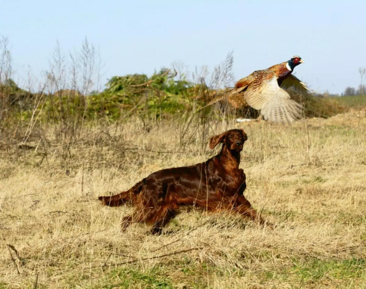 Seter (54 fotografije): opis engleskog setera i drugih pasmina. Psi crnih, crvenih, crvenih i drugih boja. Odabir štenaca 12089_6