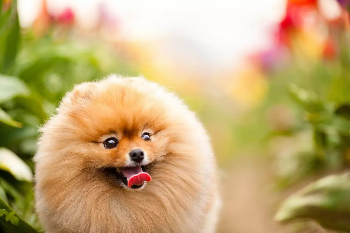 Hur man bestämmer hundras? 24 bilder Hur man får reda på utseende? Test på definitionen av en valpras. Hur man förstår en stamtavla hund eller inte? 12095_18