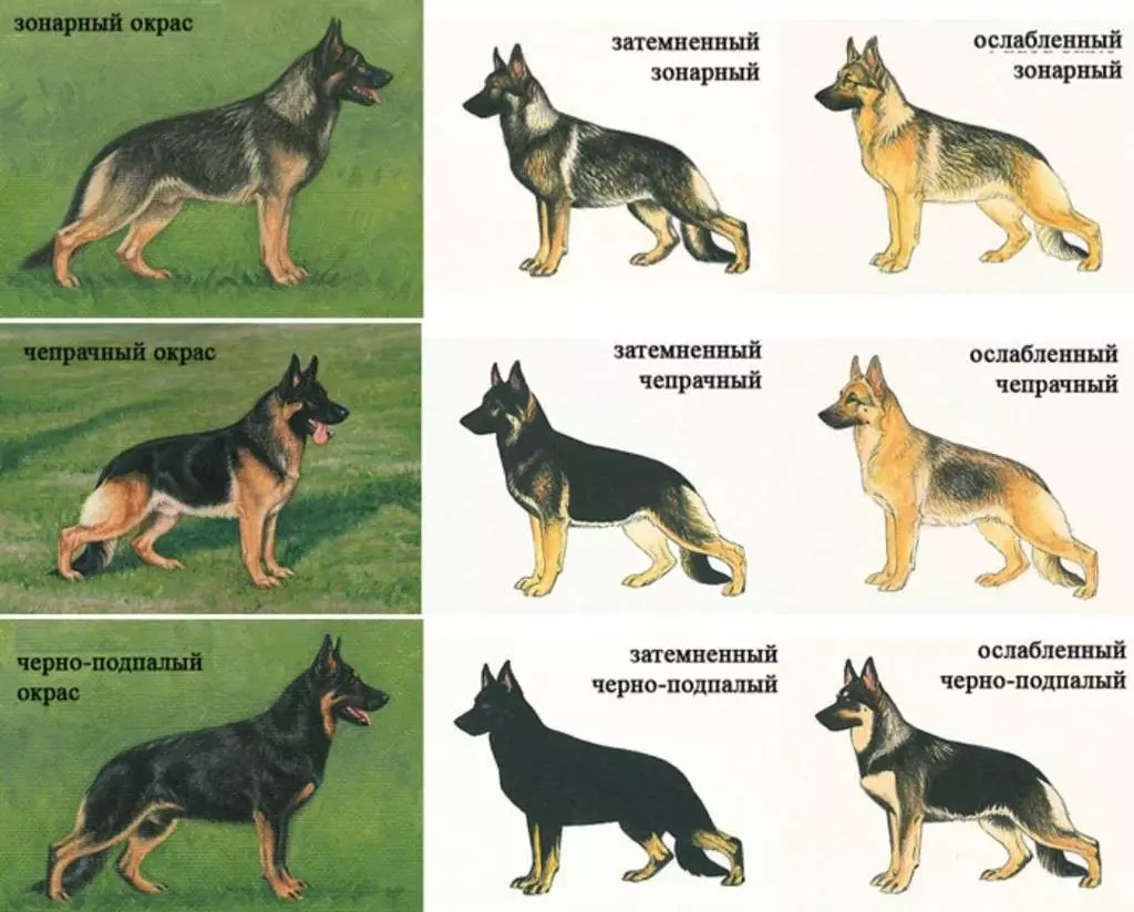 Hogyan lehet meghatározni a kutyák fajtáját? 24 Fotók Hogyan lehet megjelenni a megjelenés? Tesztek a kölyök fajtájának meghatározásáról. Hogyan kell megérteni egy törzskönyv vagy nem? 12095_19