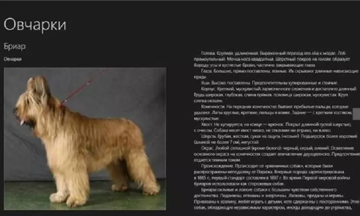 Како одредити пасмину паса? 24 фотографије како да сазнате у изгледу? Тестови на дефиницији пасмине штенета. Како разумети пседог пса или не? 12095_24
