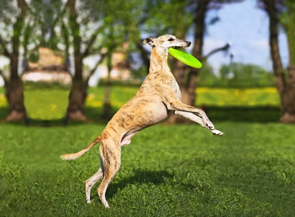 Whippet (42 fotos): Características da raça English Boosa, roupas adequadas para filhotes, comentários de donos de cães 12096_18