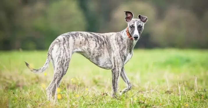 Whippet (42 fotos): Características da raça English Boosa, roupas adequadas para filhotes, comentários de donos de cães 12096_2