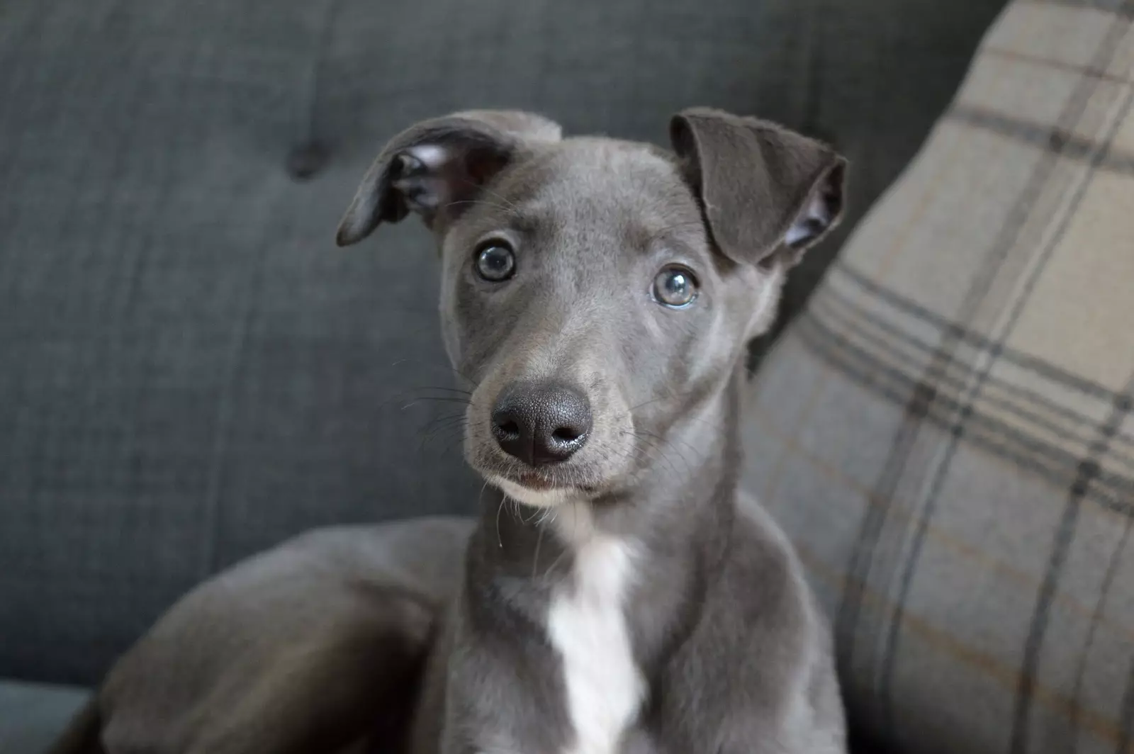 Whippet (42 fotos): Características da raça English Boosa, roupas adequadas para filhotes, comentários de donos de cães 12096_21