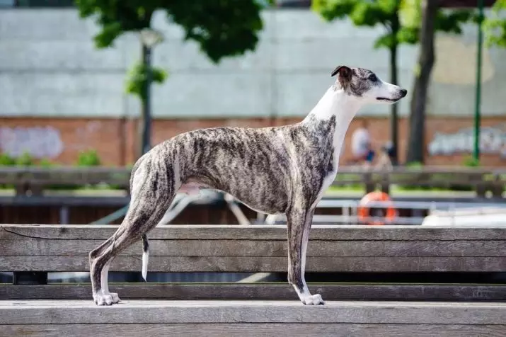 Whippet (42 fotos): Características da raça English Boosa, roupas adequadas para filhotes, comentários de donos de cães 12096_3