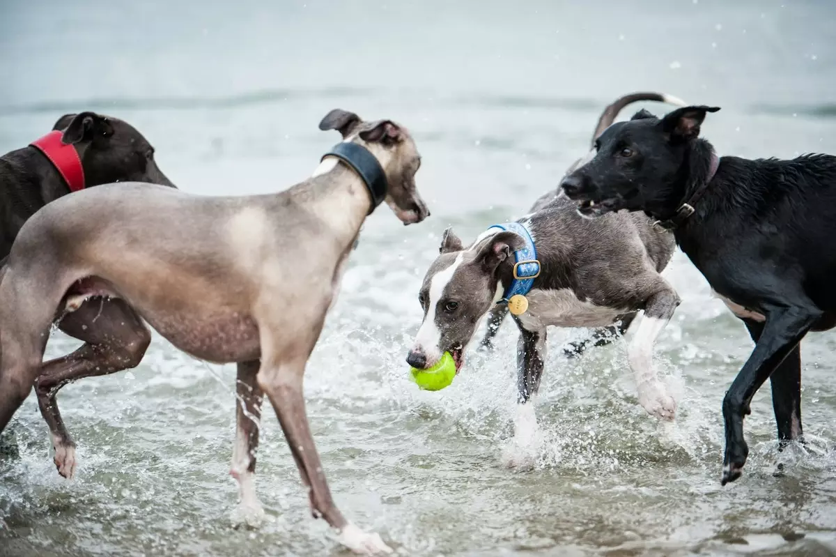 Whippet (42 fotos): Características da raça English Boosa, roupas adequadas para filhotes, comentários de donos de cães 12096_35