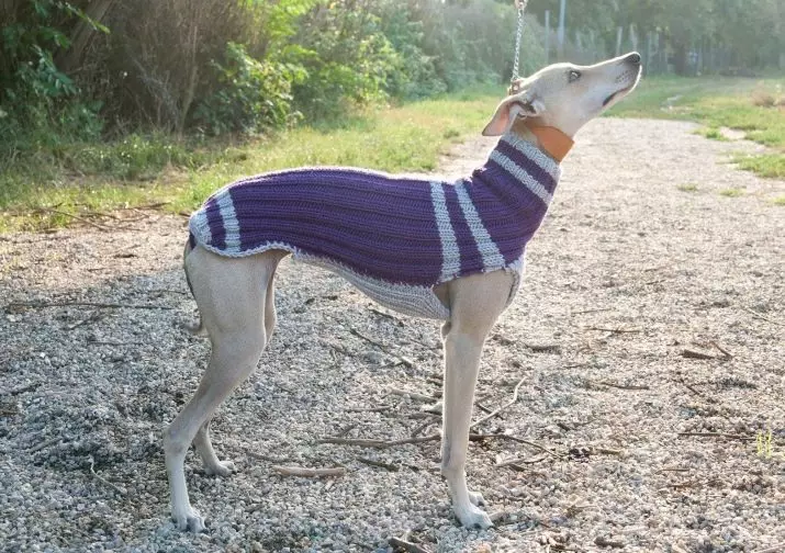 Whippet (42 fotos): Características da raça English Boosa, roupas adequadas para filhotes, comentários de donos de cães 12096_39