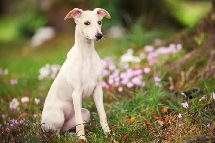 Whippet (42 fotos): Características da raça English Boosa, roupas adequadas para filhotes, comentários de donos de cães 12096_4