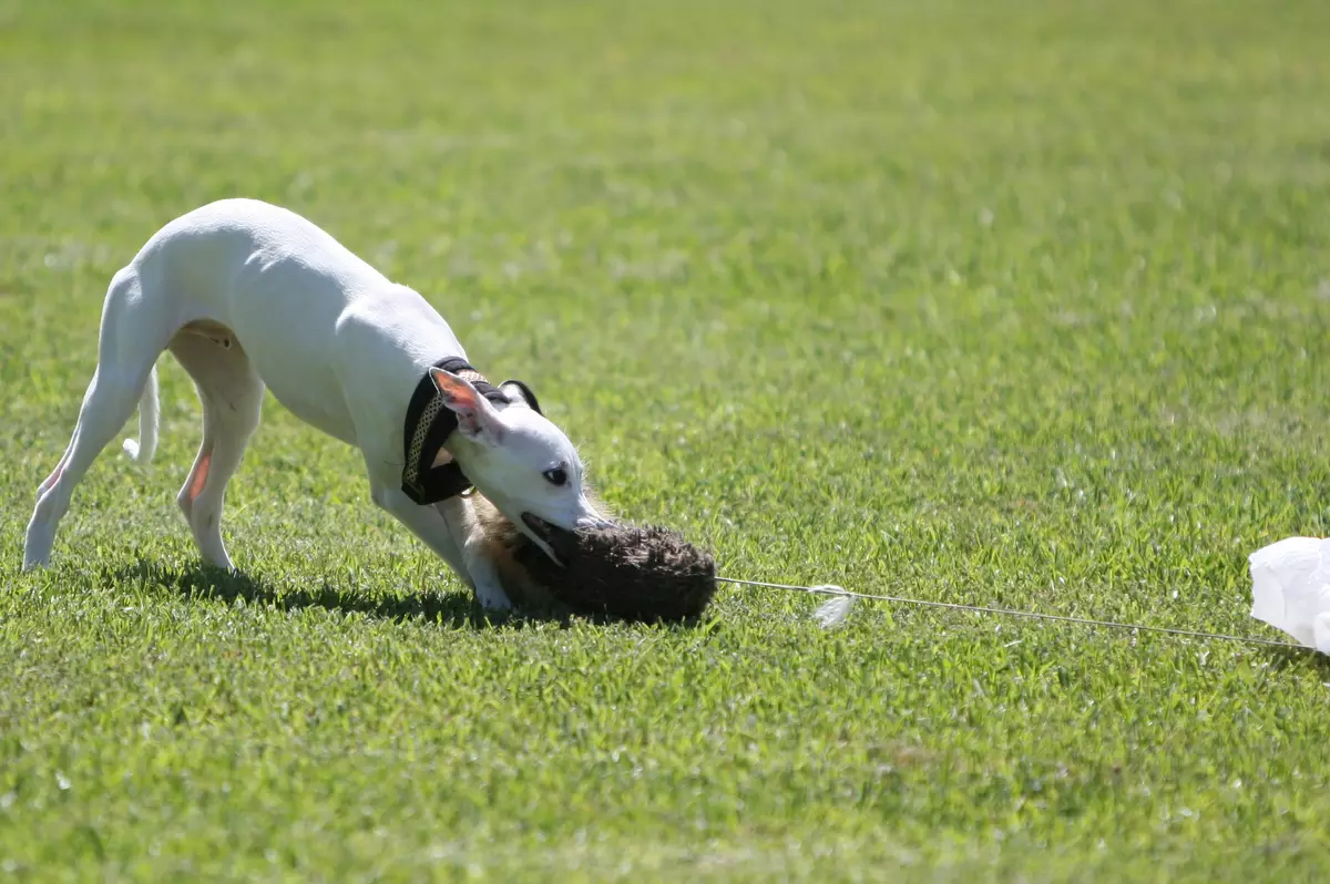 Whippet (42 fotos): Características da raça English Boosa, roupas adequadas para filhotes, comentários de donos de cães 12096_40