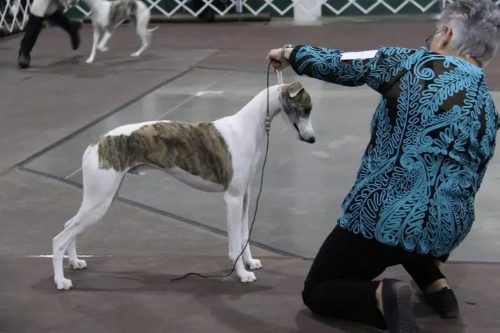 Whippet (42 fotos): Características da raça English Boosa, roupas adequadas para filhotes, comentários de donos de cães 12096_42