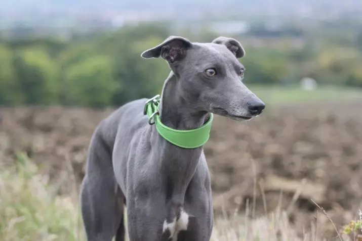 Whippet (42 fotos): Características da raça English Boosa, roupas adequadas para filhotes, comentários de donos de cães 12096_5