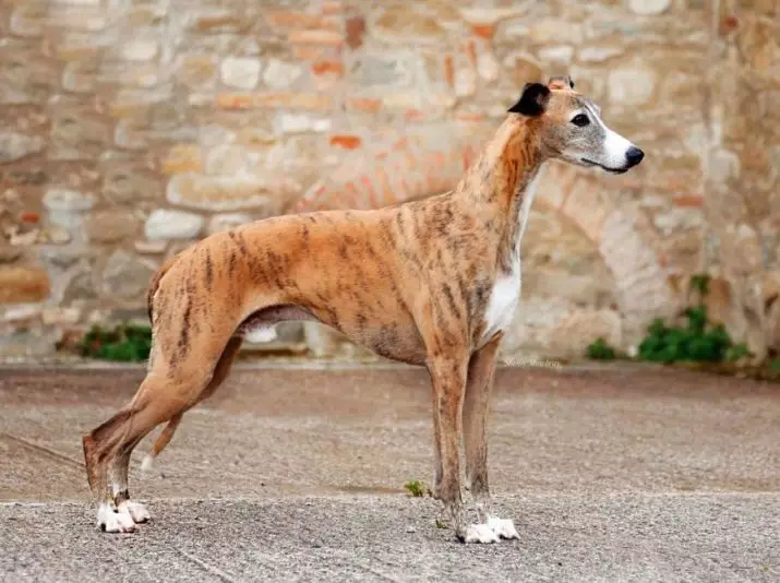 Whippet (42 fotos): Características da raça English Boosa, roupas adequadas para filhotes, comentários de donos de cães 12096_8