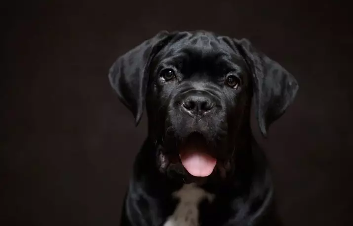 Прякори за черни кучета: как да се назоват кученце на момче? Какво име може да бъде избран за черен момичета? 12099_10