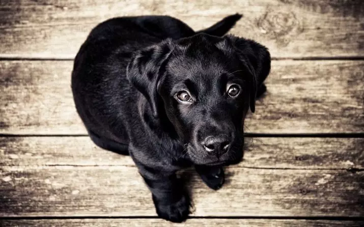 Nama panggilan untuk anjing hitam: bagaimana menyebutkan anak anjing anak laki-laki? Nama apa yang dapat dipilih untuk gadis kulit hitam? 12099_11