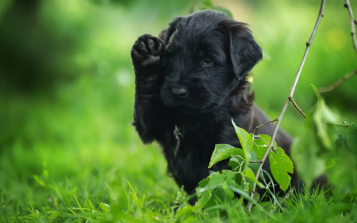 Nama samaran untuk anjing hitam: bagaimana untuk menamakan anak anjing lelaki? Nama apa yang boleh dipilih untuk gadis-gadis hitam? 12099_3
