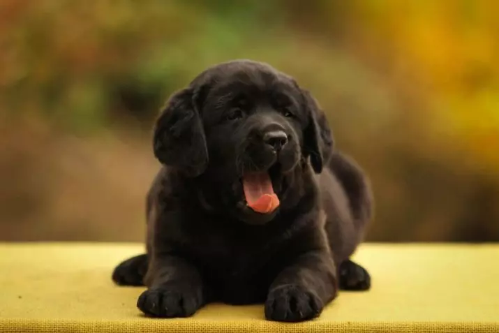 نام مستعار سگ های سیاه: چگونه به نام توله سگ پسر؟ کدام نام را می توان برای دختران سیاه انتخاب کرد؟ 12099_5