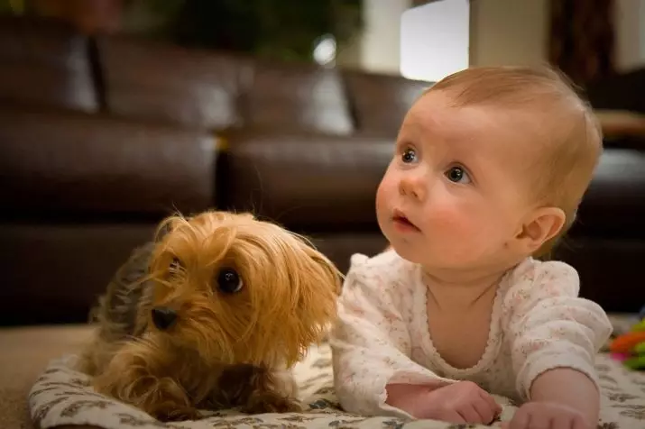 Lilla raser av hundar för lägenheten (39 bilder): Vilken typ av hemlagad liten hund är bättre att börja? Omsorg för små hundar med lugn karaktär 12103_11