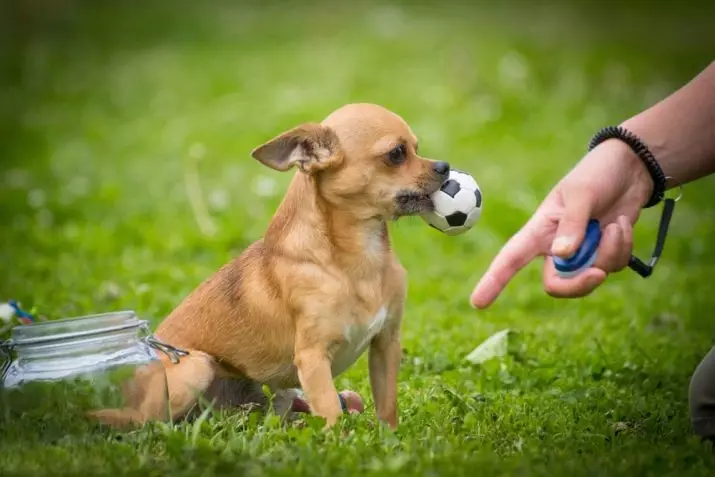 Malé plemená psov pre byt (39 fotografií): Aký druh domáceho malého psa je lepšie začať? Starostlivosť o malých psov s pokojným znakom 12103_16