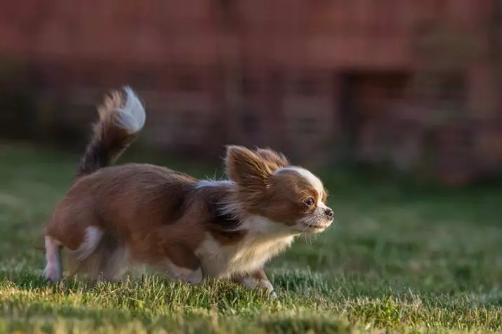 Kleng Rassen vun Hënn fir den Appartement (39 Fotoen): Wat fir eng hausgemaachte klenge Hond ass besser ze starten? Fir kleng Hënn mat engem rouege Charakter ze këmmeren 12103_17