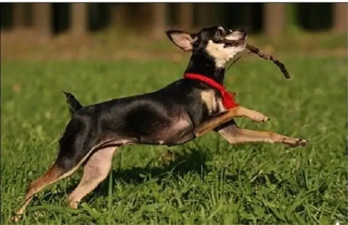 Kleng Rassen vun Hënn fir den Appartement (39 Fotoen): Wat fir eng hausgemaachte klenge Hond ass besser ze starten? Fir kleng Hënn mat engem rouege Charakter ze këmmeren 12103_24