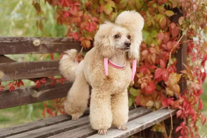 Piccole razze di cani per l'appartamento (39 foto): che tipo di piccolo cane fatto in casa è meglio iniziare? Prendersi cura dei cani di piccola taglia con un carattere calmo 12103_29