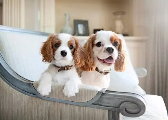 Lilla raser av hundar för lägenheten (39 bilder): Vilken typ av hemlagad liten hund är bättre att börja? Omsorg för små hundar med lugn karaktär 12103_3