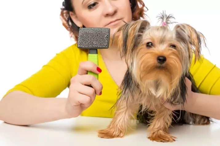 Piccole razze di cani per l'appartamento (39 foto): che tipo di piccolo cane fatto in casa è meglio iniziare? Prendersi cura dei cani di piccola taglia con un carattere calmo 12103_38