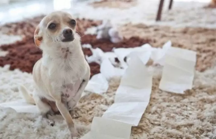 Kleng Rassen vun Hënn fir den Appartement (39 Fotoen): Wat fir eng hausgemaachte klenge Hond ass besser ze starten? Fir kleng Hënn mat engem rouege Charakter ze këmmeren 12103_5