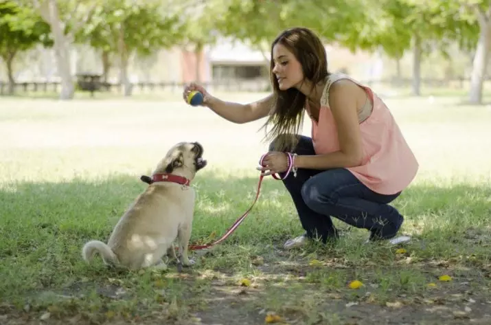 Piccole razze di cani per l'appartamento (39 foto): che tipo di piccolo cane fatto in casa è meglio iniziare? Prendersi cura dei cani di piccola taglia con un carattere calmo 12103_8