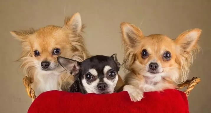 Pequenas razas de cans para o apartamento (39 fotos): Que tipo de can caseiro é mellor comezar? Coidar de cans pequenos cun carácter tranquilo 12103_9