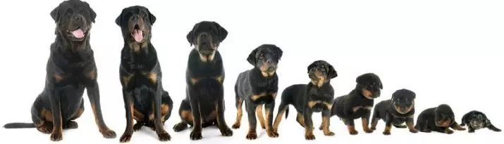 कुत्ते कितने साल के होते हैं? कितने महीने पिल्ले ऊंचाई में बढ़ते हैं? कुत्ते छोटे, मध्यम और बड़ी नस्लों को कितने साल बनते हैं? 12104_8