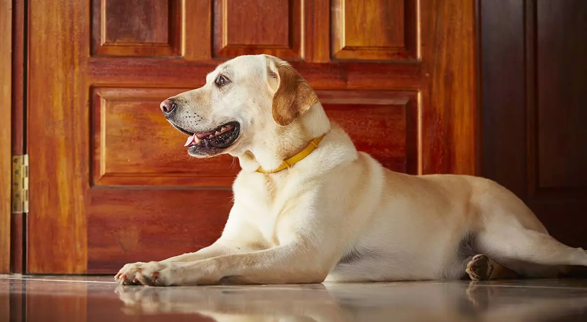 Cele mai inteligente rase de câini (58 fotografii): evaluarea deținătorilor și câinilor mici, mijlocii și mari cu inteligență ridicată. Clasificarea pe pereți Koren 12105_10