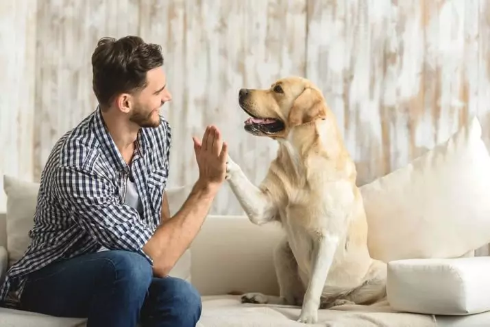 Cele mai inteligente rase de câini (58 fotografii): evaluarea deținătorilor și câinilor mici, mijlocii și mari cu inteligență ridicată. Clasificarea pe pereți Koren 12105_11