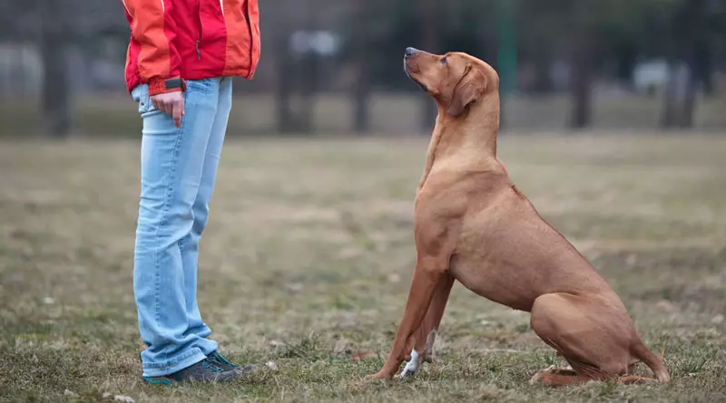 Cele mai inteligente rase de câini (58 fotografii): evaluarea deținătorilor și câinilor mici, mijlocii și mari cu inteligență ridicată. Clasificarea pe pereți Koren 12105_12