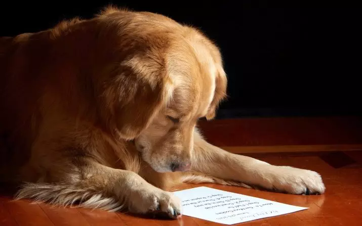 Cele mai inteligente rase de câini (58 fotografii): evaluarea deținătorilor și câinilor mici, mijlocii și mari cu inteligență ridicată. Clasificarea pe pereți Koren 12105_2