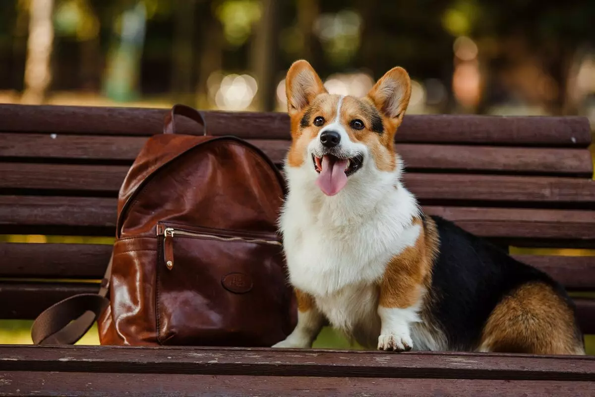 Cele mai inteligente rase de câini (58 fotografii): evaluarea deținătorilor și câinilor mici, mijlocii și mari cu inteligență ridicată. Clasificarea pe pereți Koren 12105_41