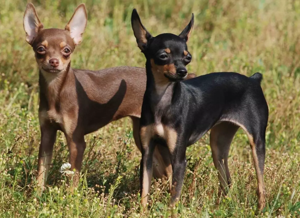 Ang pinaka-intelligent na breed ng aso (58 mga larawan): rating ng mga deboto at magandang maliit, katamtaman at malalaking aso na may mataas na katalinuhan. Pag-uuri sa pamamagitan ng mga pader Koren 12105_45