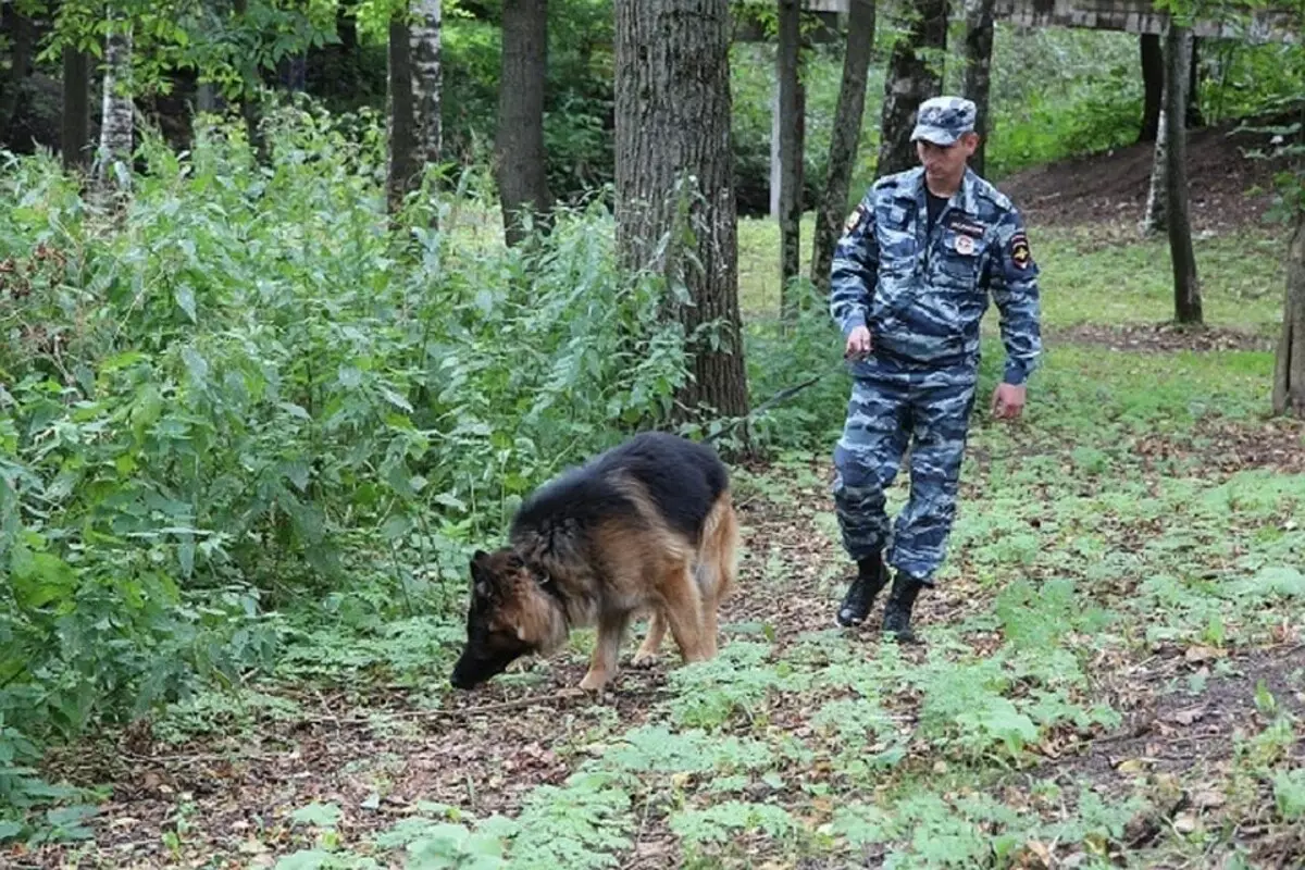 Cele mai inteligente rase de câini (58 fotografii): evaluarea deținătorilor și câinilor mici, mijlocii și mari cu inteligență ridicată. Clasificarea pe pereți Koren 12105_5