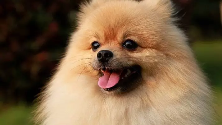 Cele mai inteligente rase de câini (58 fotografii): evaluarea deținătorilor și câinilor mici, mijlocii și mari cu inteligență ridicată. Clasificarea pe pereți Koren 12105_51