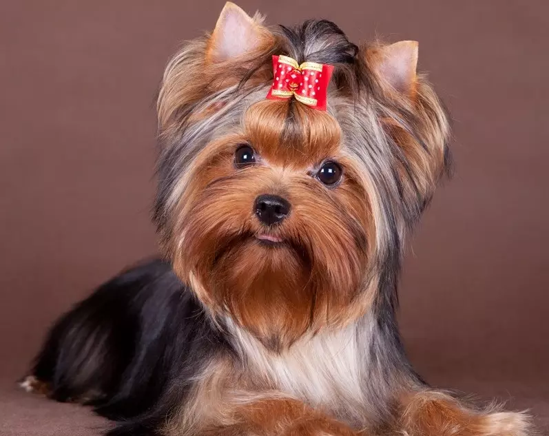 Cele mai inteligente rase de câini (58 fotografii): evaluarea deținătorilor și câinilor mici, mijlocii și mari cu inteligență ridicată. Clasificarea pe pereți Koren 12105_52
