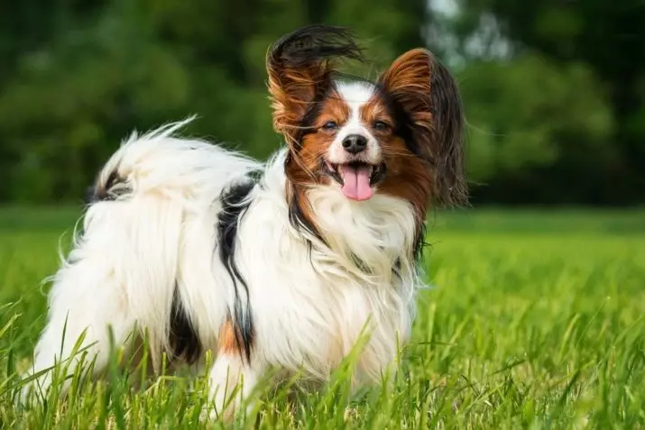 Cele mai inteligente rase de câini (58 fotografii): evaluarea deținătorilor și câinilor mici, mijlocii și mari cu inteligență ridicată. Clasificarea pe pereți Koren 12105_56