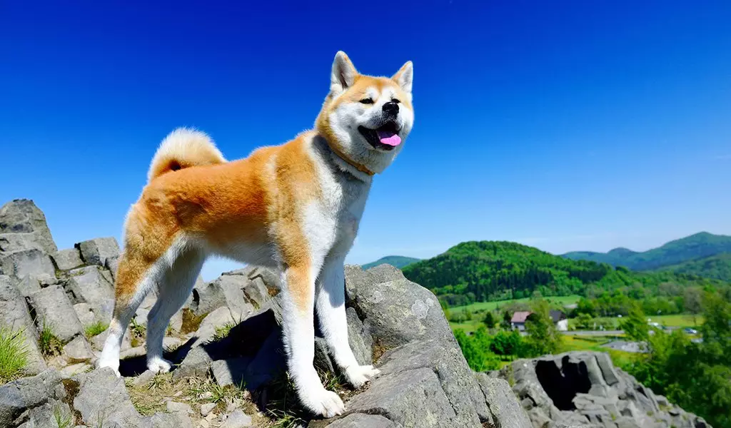 Japonijos veislės šunys (77 nuotraukos): dideli ir maži šunys raudonos, baltos ir tigro spalvos, medžioklės ir paslaugų veislės 12109_10