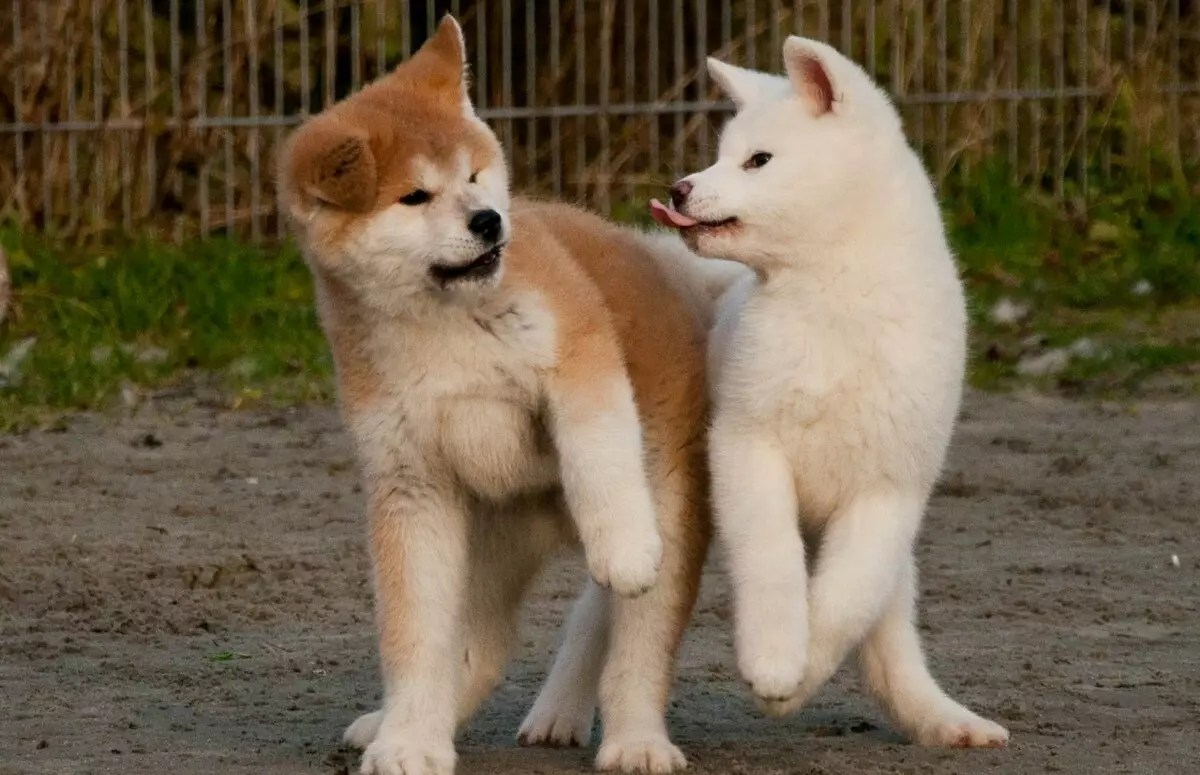 کتے کے جاپانی نسلوں (77 تصاویر): سرخ، سفید اور ٹائیگر رنگ، شکار اور سروس کی قسموں کے بڑے اور چھوٹے کتے 12109_4