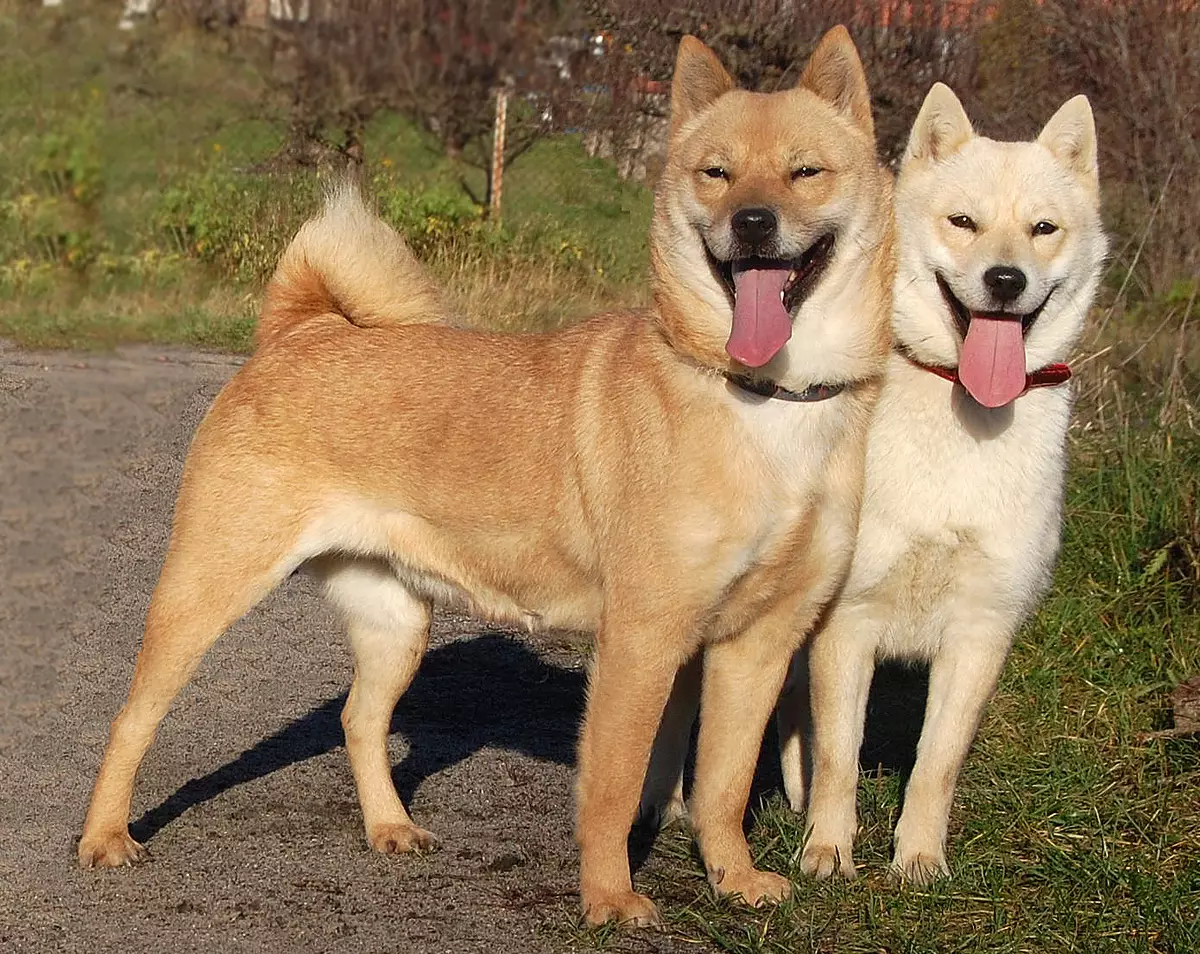 کتے کے جاپانی نسلوں (77 تصاویر): سرخ، سفید اور ٹائیگر رنگ، شکار اور سروس کی قسموں کے بڑے اور چھوٹے کتے 12109_40