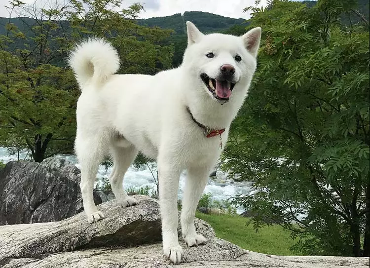Japonijos veislės šunys (77 nuotraukos): dideli ir maži šunys raudonos, baltos ir tigro spalvos, medžioklės ir paslaugų veislės 12109_41