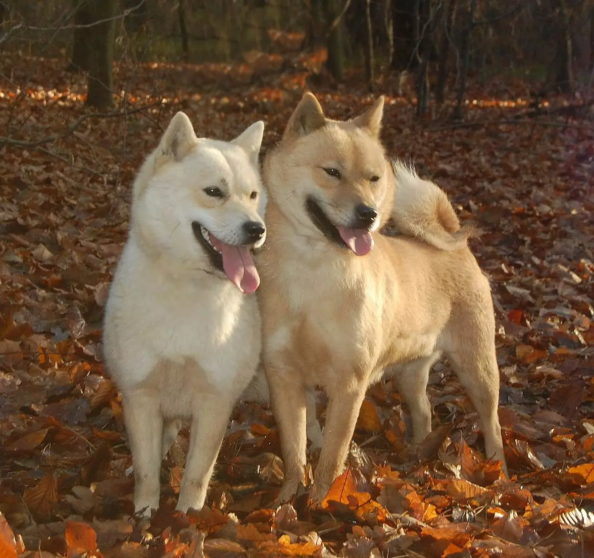 Japanilaiset koirat (77 kuvaa): suuret ja pienet koirat punainen, valkoinen ja tiikeri väri, metsästys- ja huoltolajikkeet 12109_47