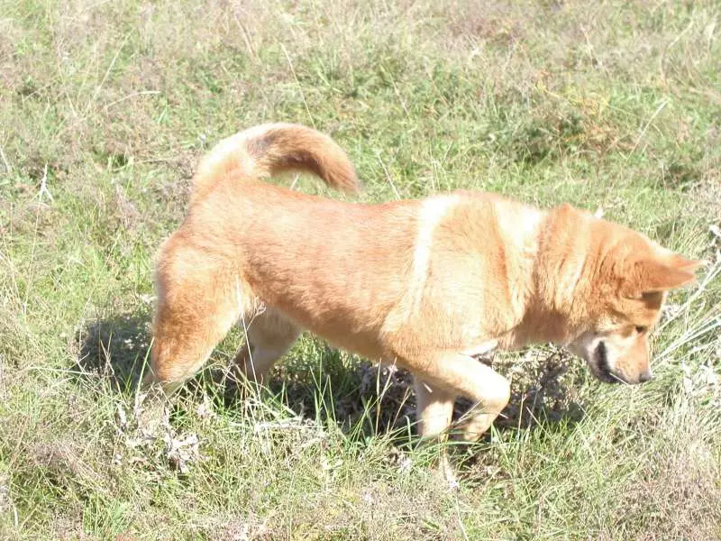 개 일본 품종 (77 사진) : 빨간색, 흰색 및 호랑이 색상, 사냥 및 서비스 품종의 크고 작은 개 12109_48