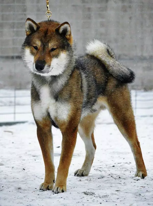 개 일본 품종 (77 사진) : 빨간색, 흰색 및 호랑이 색상, 사냥 및 서비스 품종의 크고 작은 개 12109_51