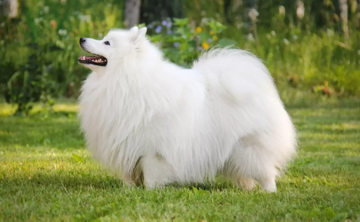 개 일본 품종 (77 사진) : 빨간색, 흰색 및 호랑이 색상, 사냥 및 서비스 품종의 크고 작은 개 12109_62