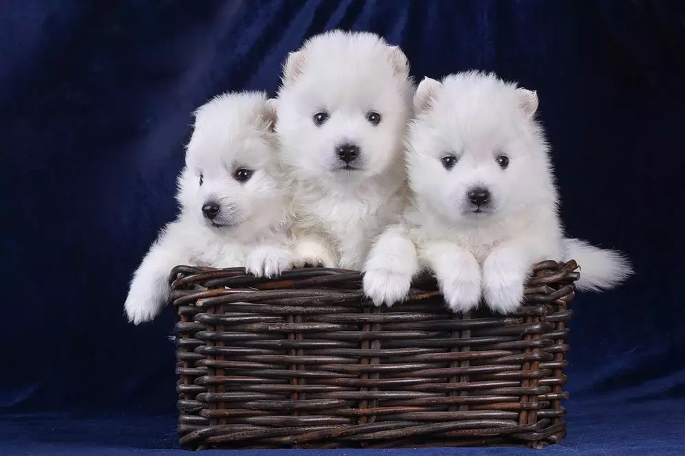 Japonijos veislės šunys (77 nuotraukos): dideli ir maži šunys raudonos, baltos ir tigro spalvos, medžioklės ir paslaugų veislės 12109_74